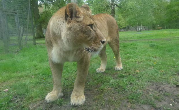 Sortie en famille : Le Parc Zoologique de Thoiry